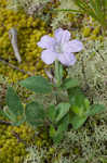 Fringeleaf wild petunia